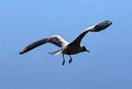 China Yunnan Kunming Tien Lake Dianchi Flying Wild Seagulls Feeding Sunny Blue Sky Birds Ocean Red-billed Gulls Nature