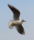 China Yunnan Kunming Tien Lake Dianchi Flying Wild Seagulls Feeding Sunny Blue Sky Birds Ocean Red-billed Gulls Nature