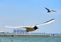 China Yunnan Kunming Tien Lake Dianchi Flying Wild Seagulls Feeding Sunny Blue Sky Birds Ocean Migration Warm Weather Springtime