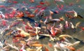 China Yunnan Lijiang Eternal Love Songcheng Paradise Theme Park Koi Fish Goldfish Fishes Pond Nature Lake Seaside Beach Riverside