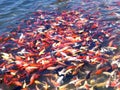 China Yunnan Lijiang Eternal Love Songcheng Paradise Theme Park Koi Fishes Goldfish Fish Pond Nature Lake Seaside Beach Riverside