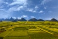 China Yunnan Luoping Jinjifengcong Rapeseed flowers