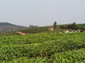 China Yunnan Tea Plantation Pu`er chinese tea farm Puerh cha crops raw organic wild green leaves fresh harvest food shortage