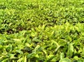 China Yunnan Tea Plantation Pu`er chinese tea farm Puerh cha crops raw organic wild green leaves fresh harvest food shortage