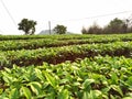 China Yunnan Tea Plantation Pu`er chinese tea farm Puerh cha crops raw organic wild green leaves fresh harvest food shortage