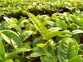 China Yunnan Tea Plantation Pu`er chinese tea farm Puerh cha crops raw organic wild green leaves fresh harvest food shortage