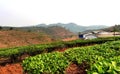 China Yunnan Tea Plantation Pu`er chinese tea farm Puerh cha crops raw organic wild green leaves fresh harvest food shortage