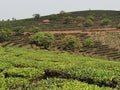 China Yunnan Tea Plantation Pu`er chinese tea farm Puerh cha crops raw organic wild green leaves fresh harvest food shortage