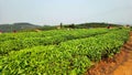 China Yunnan Tea Plantation Pu`er chinese tea farm Puerh cha crops raw organic wild green leaves fresh harvest food shortage