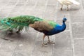 China Yunnan Xishuangbanna Flying Peacock Wild Birds Feeding Flocks Of Peacocks Phoenix Birds Jungle Primeval Forest Park