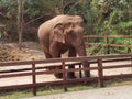 China Yunnan Xishuangbanna Wild Elephant Valley Elephants Park Garden Nature Jungle Forrest Trees Dumbo Circus