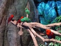 China Zhuhai Chimelong Marine Science Park Spaceship Bird Park Tropical Parrots Display Interior Design Museum Gallery