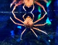 China Zhuhai Hengqin Chimelong Ocean Kingdom Fish Tank Japanese Spider Crab Macrocheira Kaempferi Sea World Aquarium Marine Life