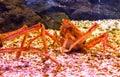 China Zhuhai Hengqin Chimelong Ocean Kingdom Fish Tank Japanese Spider Crab Macrocheira Kaempferi Sea World Aquarium Marine Life