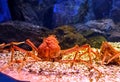 China Zhuhai Hengqin Chimelong Ocean Kingdom Fish Tank Japanese Spider Crab Macrocheira Kaempferi Sea World Aquarium Marine Life