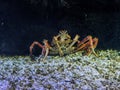 China Zhuhai Hengqin Chimelong Ocean Kingdom Fish Tank Japanese Spider Crab Macrocheira Kaempferi Sea World Aquarium Marine Life