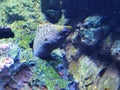 China Zhuhai Hengqin Chimelong Ocean Kingdom Moray Eels Tropical Fish Tank Live Coral Reef Sea World Aquarium Marine Life Scenery