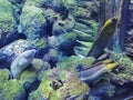 China Zhuhai Hengqin Chimelong Ocean Kingdom Moray Eels Tropical Fish Tank Live Coral Reef Sea World Aquarium Marine Life Scenery