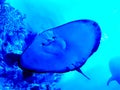 China Zhuhai Hengqin Chimelong Ocean Kingdom Searays Stingray Aquarium Devil Fish Manta Marine Life Ocean Deepwater Underwater UFO Royalty Free Stock Photo