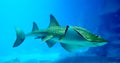 China Zhuhai Hengqin Chimelong Ocean Kingdom Tropical Fish Tank Blue Whale Shark Sea World Aquarium Marine