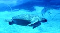 China Zhuhai Hengqin Chimelong Ocean Kingdom Tropical Fish Tank Blue Whale Shark Sea World Aquarium Marine Royalty Free Stock Photo