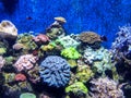 China Zhuhai Hengqin Chimelong Ocean Kingdom Tropical Fish Tank Live Coral Reef Sea World Aquarium Marine Life  Underwater Scenery Royalty Free Stock Photo