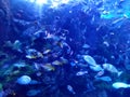 China Zhuhai Hengqin Chimelong Ocean Kingdom Tropical Fish Tank Live Coral Reef Sea World Aquarium Marine Life  Underwater Scenery Royalty Free Stock Photo