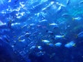 China Zhuhai Hengqin Chimelong Ocean Kingdom Tropical Fish Tank Live Coral Reef Sea World Aquarium Marine Life  Underwater Scenery Royalty Free Stock Photo