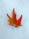 Chinar leaf laying  on the snowbed Royalty Free Stock Photo