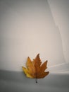 A Chinar leaf minimalistic Royalty Free Stock Photo