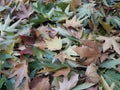 Chinar leaves Royalty Free Stock Photo