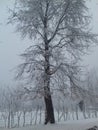Snow on Chinar tree makes it more beautiful Royalty Free Stock Photo