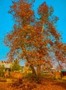Chinar tree with yellow autumn leaves,Autumn season Royalty Free Stock Photo