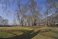 Chinar Trees at Shalimar Bagh