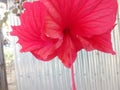 this is chinarose flower.it& x27;s color red