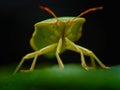 Chinavia Halaris - Stink Bug
