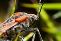 Chinch Bug (Spilostethus pandurus) Royalty Free Stock Photo