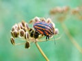 Chinch (Graphosoma lineatum).