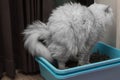 Chinchila persian cat using toilet, litter box, for pooping or urinate Royalty Free Stock Photo