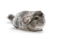 Chinchilla