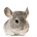 Chinchilla Royalty Free Stock Photo