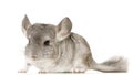 Chinchilla Royalty Free Stock Photo