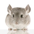 Chinchilla Royalty Free Stock Photo