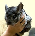 Chinchilla