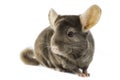 Chinchilla