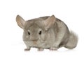 Chinchilla