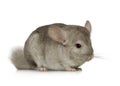 Chinchilla