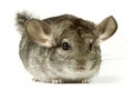 Chinchilla Royalty Free Stock Photo