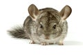 Chinchilla Royalty Free Stock Photo