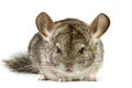 Chinchilla Royalty Free Stock Photo